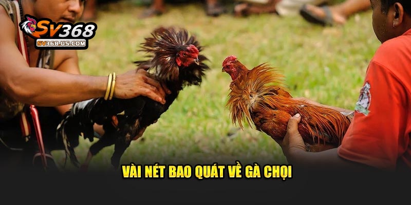 Mẹo Chọn Gà Chọi Chiến Thắng Lớn Dành Cho Hội Viên Tại SV368 3 Vài nét bao quát về gà chọi