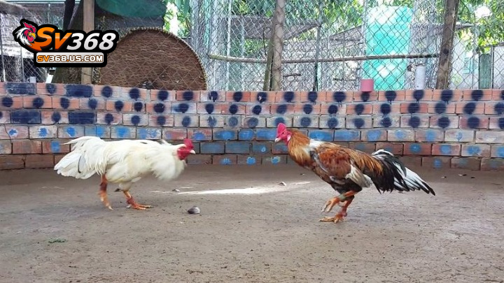 Bồ gà C3 Thomo SV368 – Thông tin chi tiết cần biết 2 Bồ gà C3 là bồ gà lớn