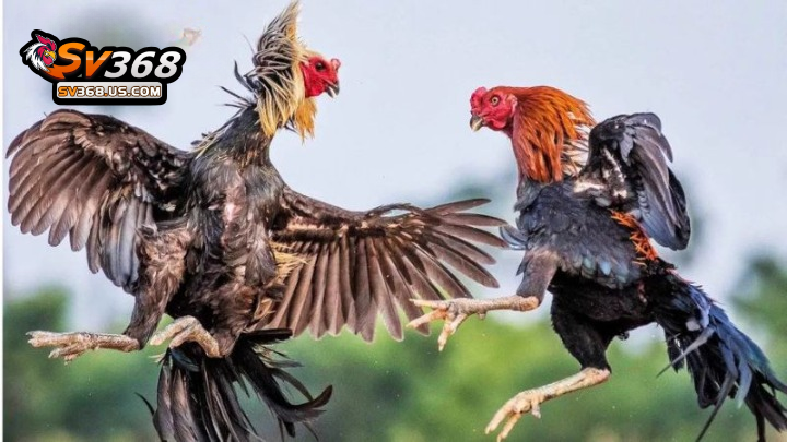 Thuật ngữ trong đá gà – Ý nghĩa của các thuật ngữ cơ bản 2 Thuật ngữ đá gà về vấn đề chấm tiền chi tiết