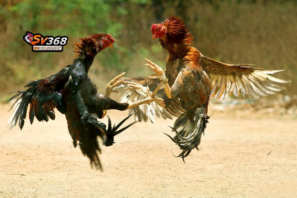 Cá Cược Đá Gà Trực Tiếp Với Tỷ Lệ Cao – Thắng Lớn Tại SV368 3 Tìm hiểu về trò chơi đá gà tại nền tảng