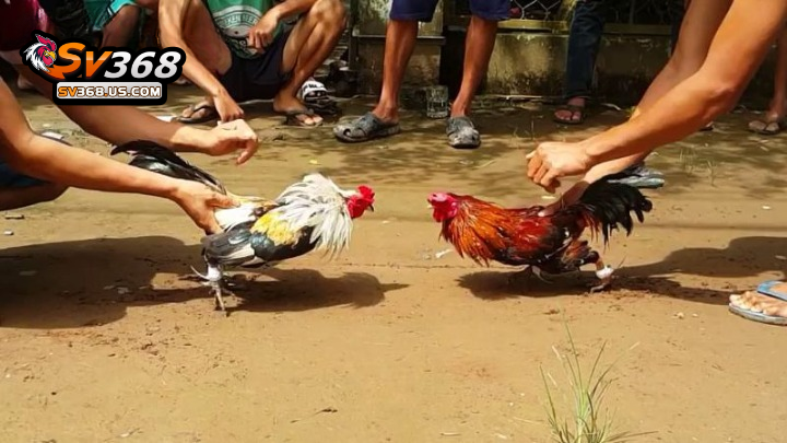 Thuật ngữ trong đá gà – Ý nghĩa của các thuật ngữ cơ bản 3 Thuật ngữ về thi đấu trong đá gà