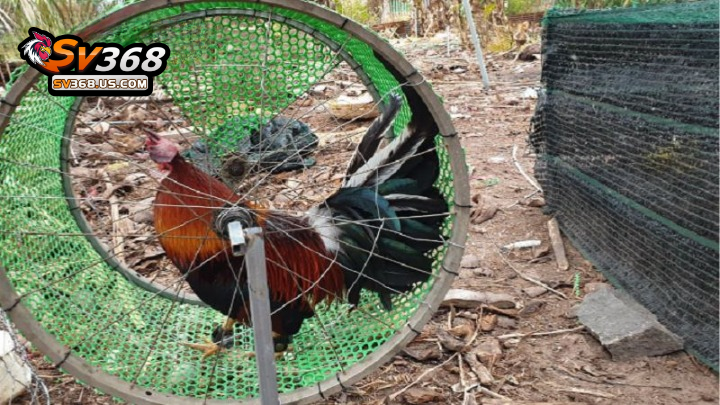 Thuật ngữ trong đá gà – Ý nghĩa của các thuật ngữ cơ bản 4 Thuật ngữ trong đá gà SV368